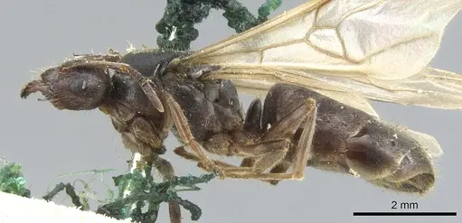 Lasiophanes atriventris - CASENT0903222