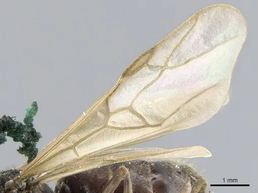 Lasiophanes atriventris - CASENT0903222