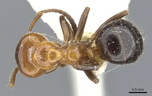 Lasiophanes atriventris - CASENT0903223