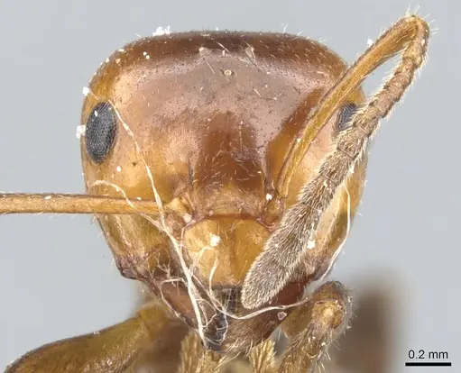 Lasiophanes atriventris - CASENT0903223