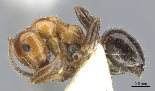 Lasiophanes atriventris - CASENT0903223