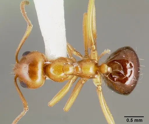 Lasiophanes hoffmanni specimen