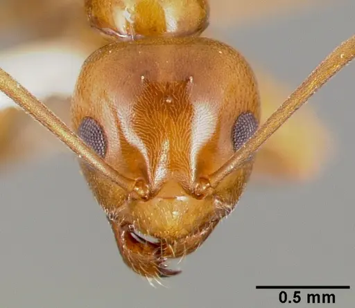 Lasiophanes hoffmanni specimen