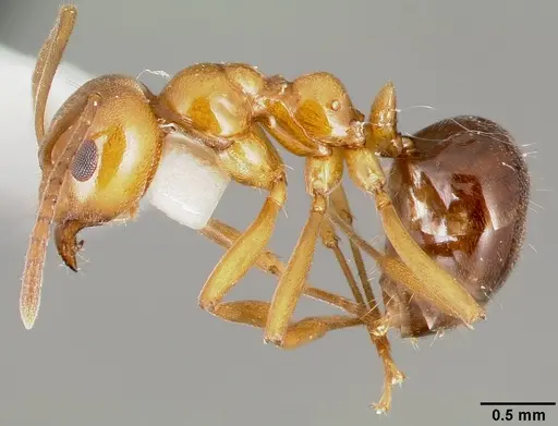 Lasiophanes hoffmanni specimen