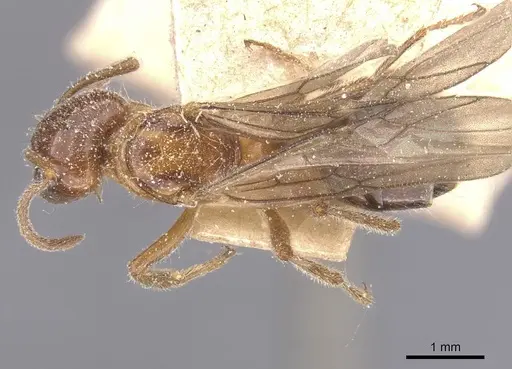 Lasiophanes perplexus specimen