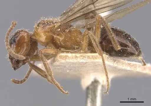 Lasiophanes perplexus specimen