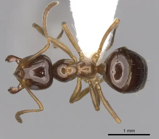 Lasiophanes picinus specimen