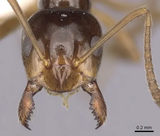 Lasiophanes picinus specimen