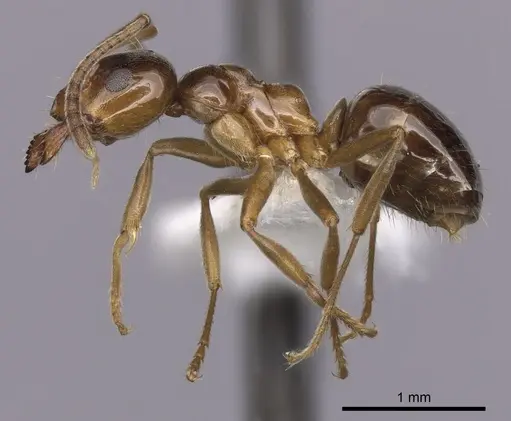 Lasiophanes picinus specimen