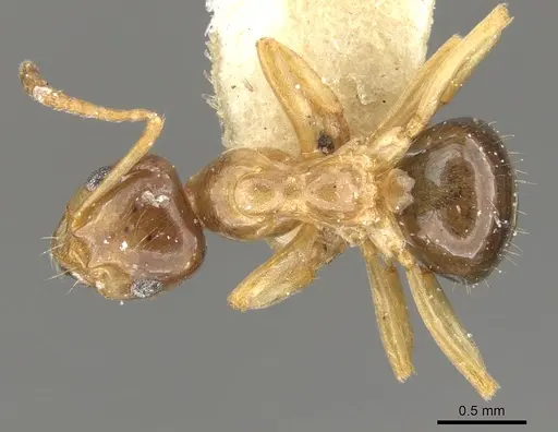 Lasiophanes picinus - CASENT0903225