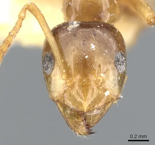 Lasiophanes picinus - CASENT0903225