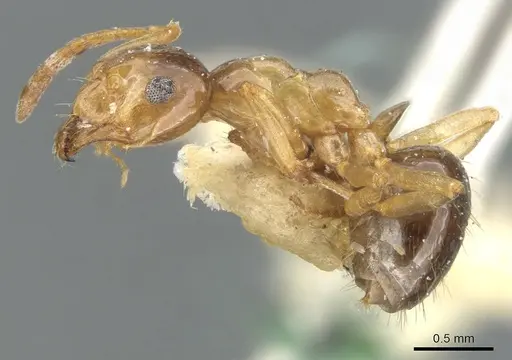 Lasiophanes picinus - CASENT0903225