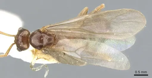 Lasiophanes picinus - CASENT0903226