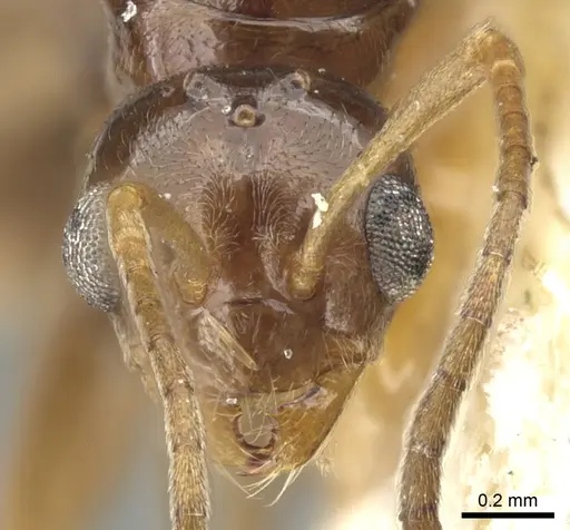 Lasiophanes picinus - CASENT0903226