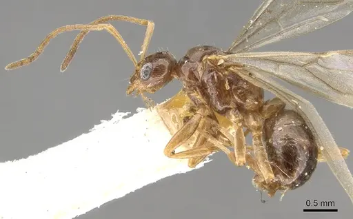 Lasiophanes picinus - CASENT0903226