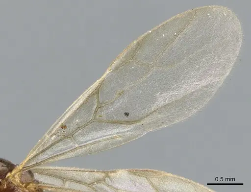 Lasiophanes picinus - CASENT0903226