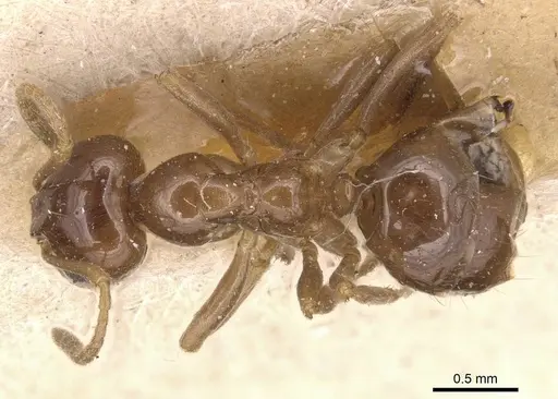 Lasiophanes picinus - CASENT0905129