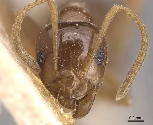 Lasiophanes picinus - CASENT0905129