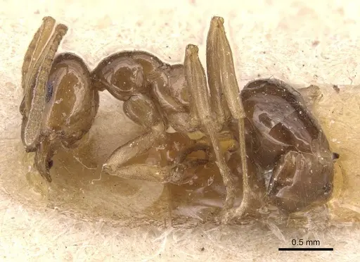 Lasiophanes picinus - CASENT0905129