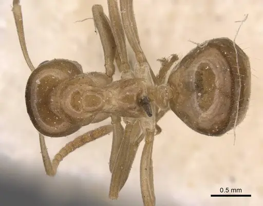 Lasiophanes picinus - CASENT0905131