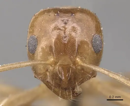 Lasiophanes picinus - CASENT0905131