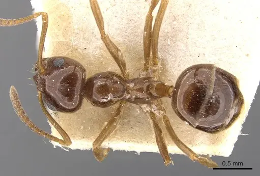 Lasiophanes picinus - CASENT0909828