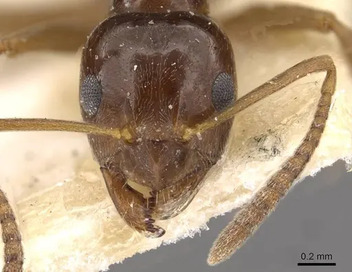 Lasiophanes picinus - CASENT0909828