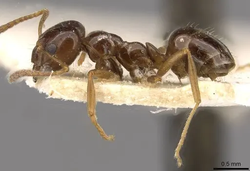 Lasiophanes picinus - CASENT0909828