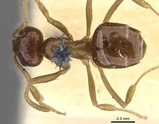 Lasiophanes picinus - CASENT0909830