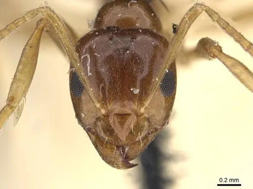 Lasiophanes picinus - CASENT0909830