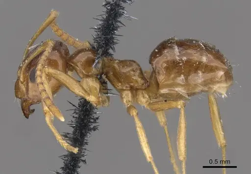 Lasiophanes picinus - CASENT0909830