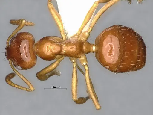 Lasiophanes picinus - CASENT4031894