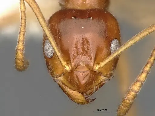 Lasiophanes picinus - CASENT4031894