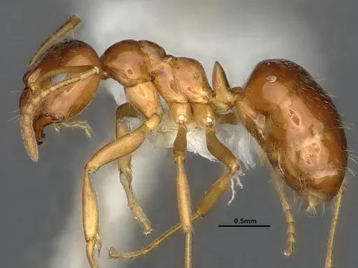 Lasiophanes picinus - CASENT4031894