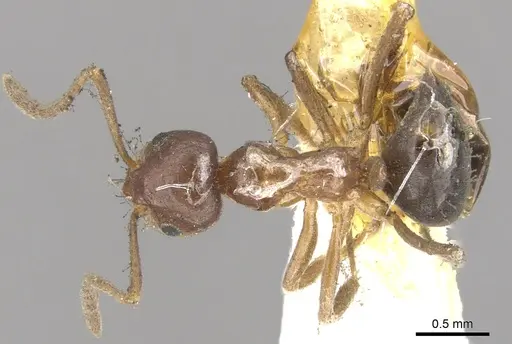 Lasiophanes strenua specimen