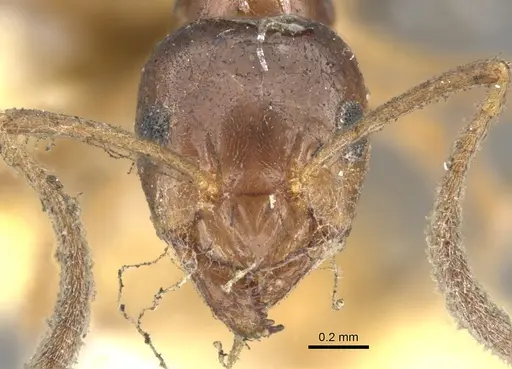 Lasiophanes strenua specimen