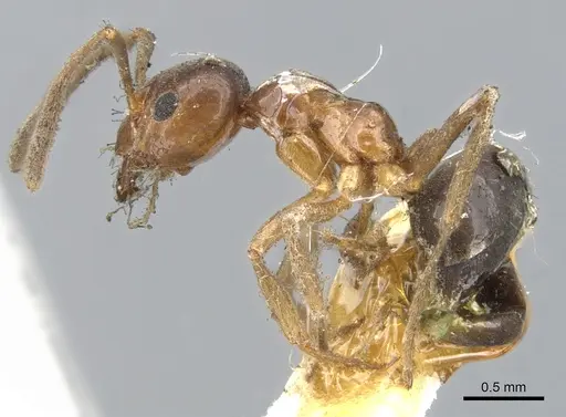 Lasiophanes strenua specimen