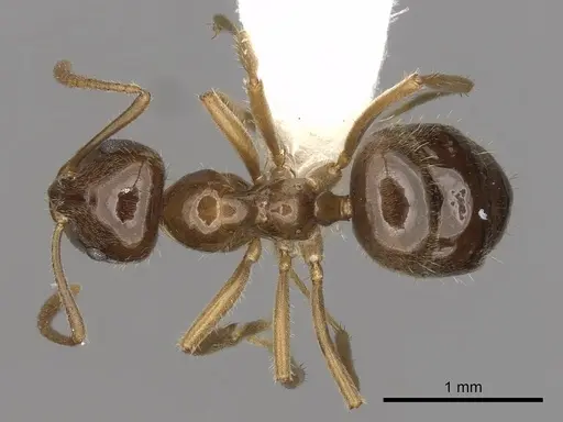 Lasiophanes valdiviensis specimen