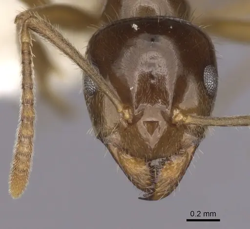 Lasiophanes valdiviensis specimen