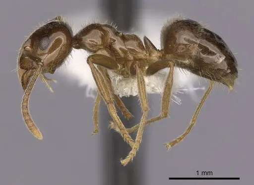 Lasiophanes valdiviensis specimen