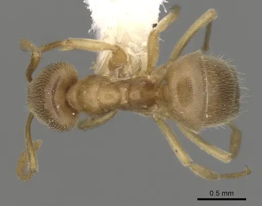 Lasius alienoflavus specimen