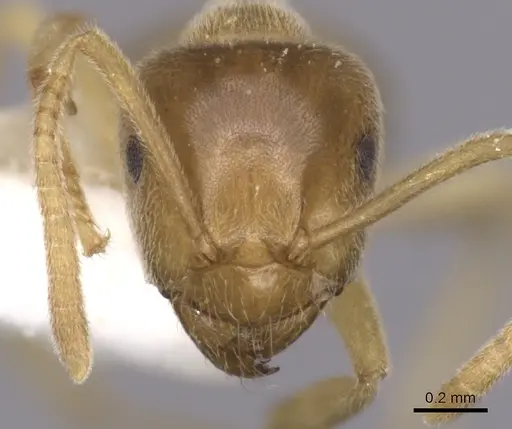Lasius alienoflavus specimen
