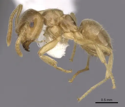 Lasius alienoflavus specimen