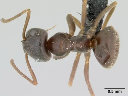 Lasius alienus specimen