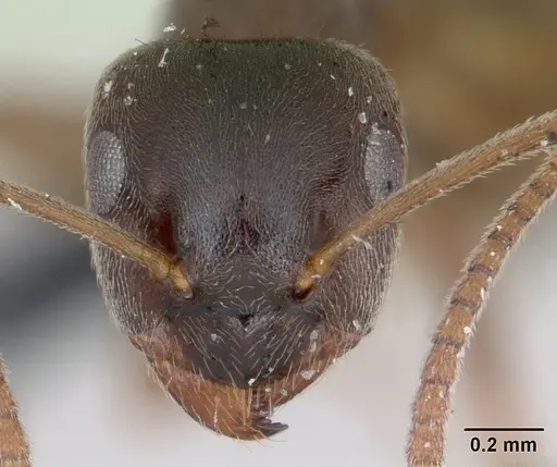 Lasius alienus specimen