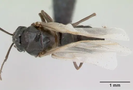 Lasius alienus - CASENT0172725