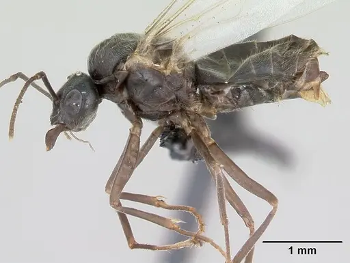 Lasius alienus - CASENT0172725