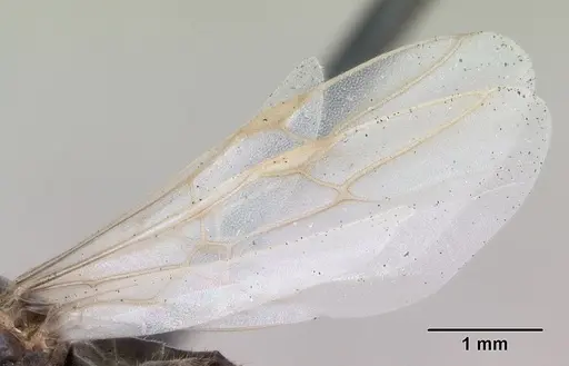 Lasius alienus - CASENT0172725