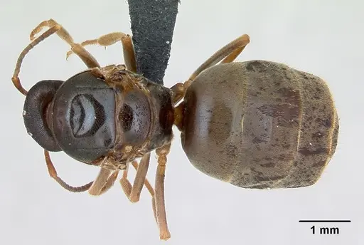 Lasius alienus - CASENT0173158