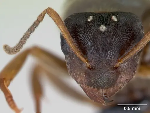Lasius alienus - CASENT0173158